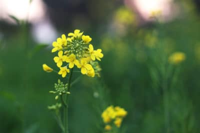 mustard-flower