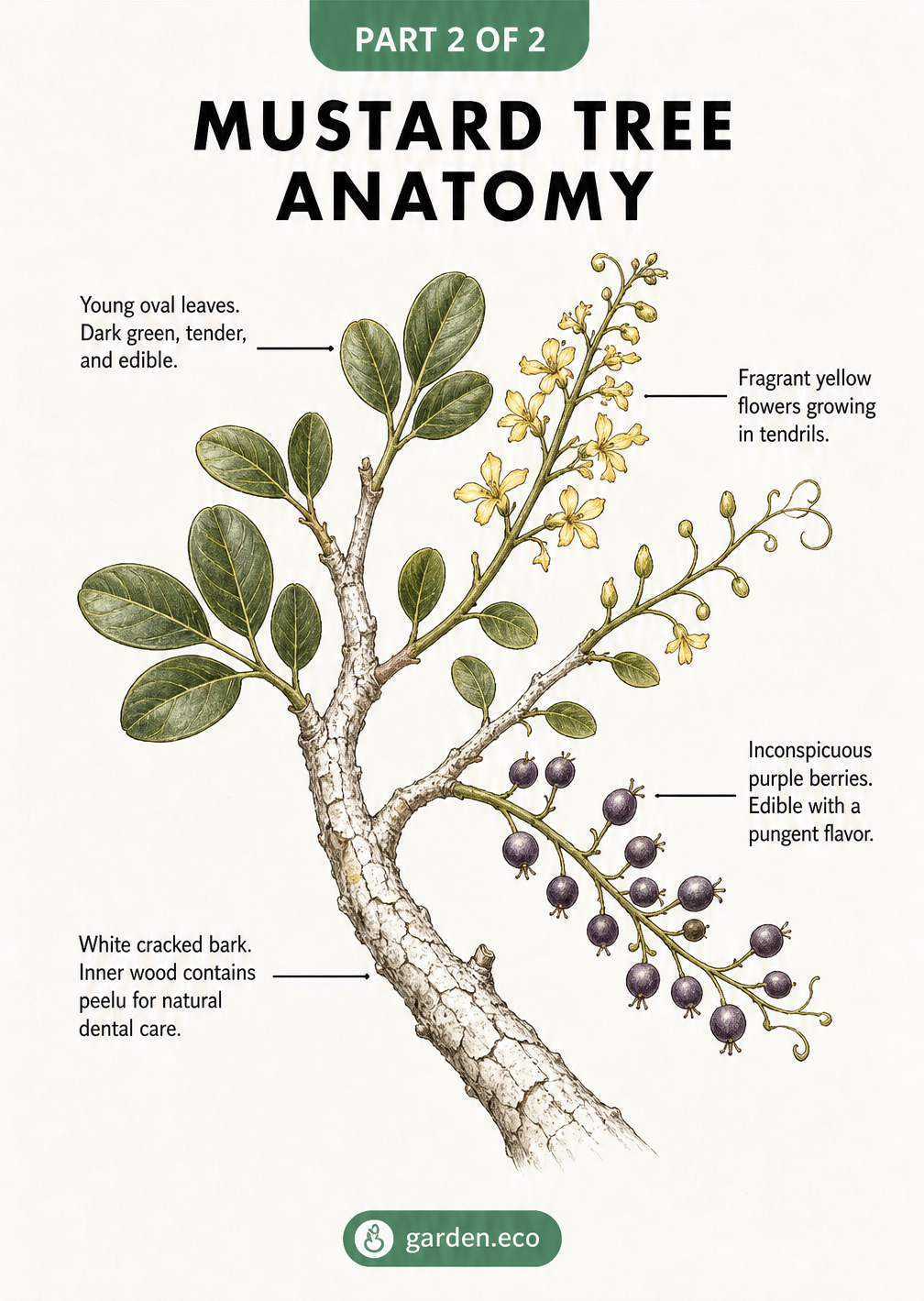 Detailed botanical drawing of a mustard tree branch showing white cracked bark, oval leaves, yellow flowers, and purple berries.