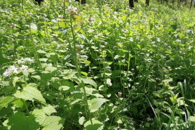 mustard-weed