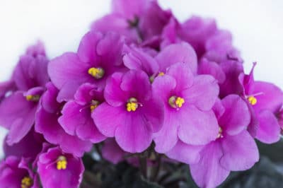 often-african-violets-bloom