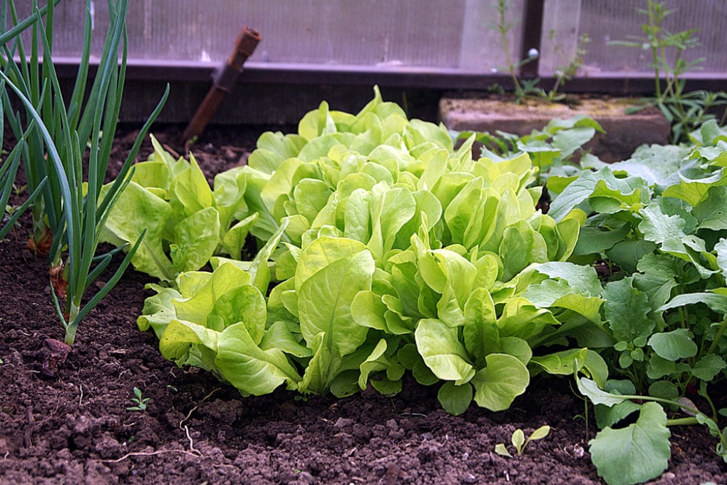 Beans Companion Plants » Choosing the Right Friends