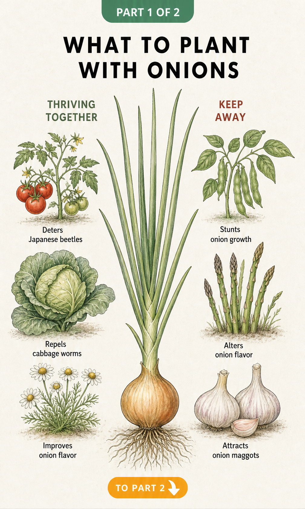 Botanical illustration showing compatible and incompatible companion plants for onions, including tomatoes, cabbage, chamomile, bush beans, asparagus, and...