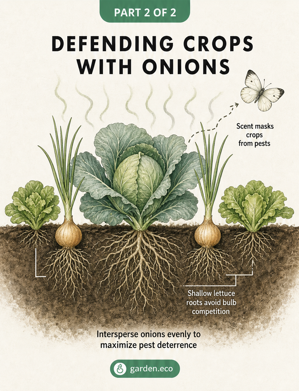 Cross-section illustration of a garden bed showing onions interplanted with cabbage and lettuce to deter pests and maximize root space.