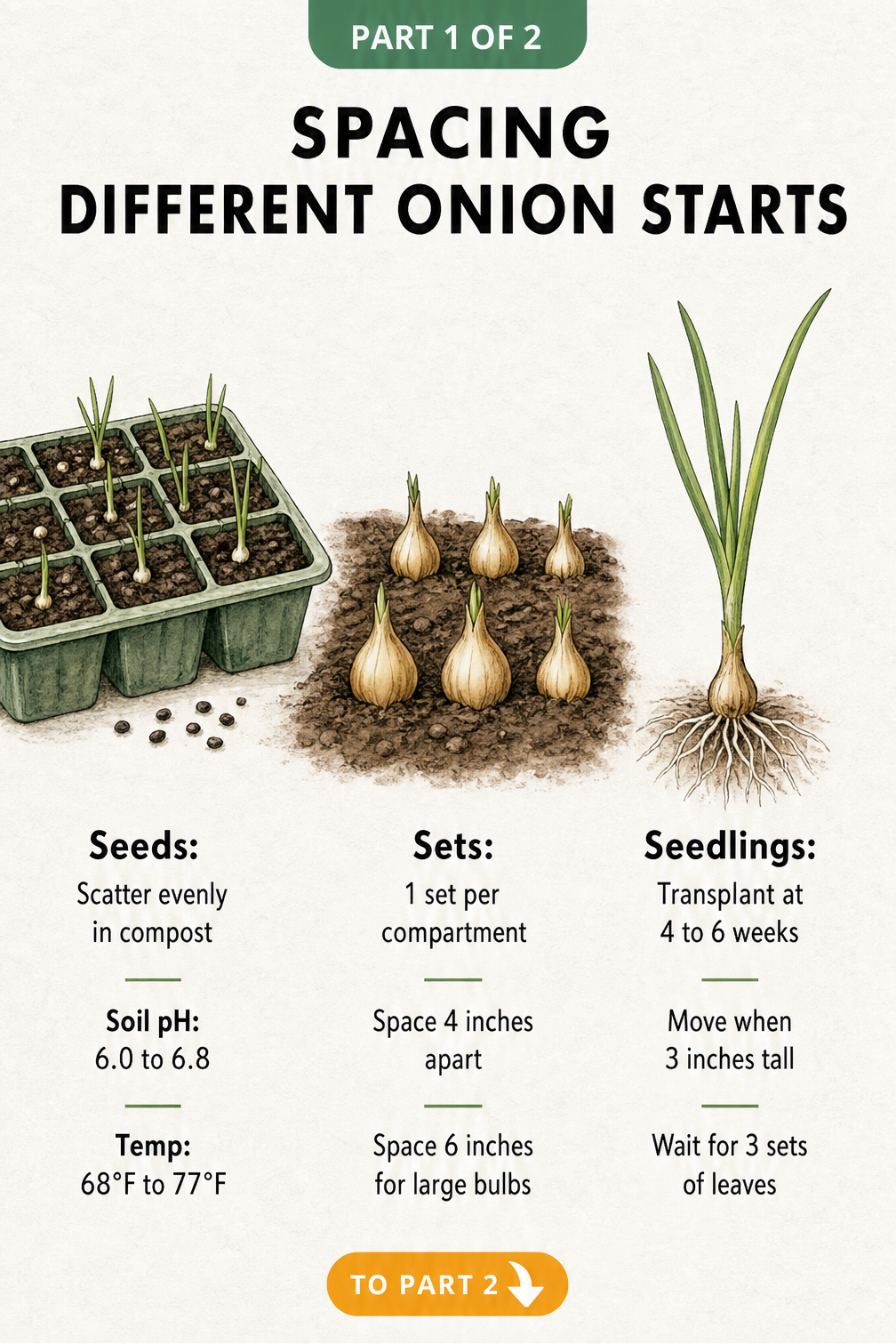 Botanical illustration showing onion seeds, sets, and seedlings with specific planting requirements
