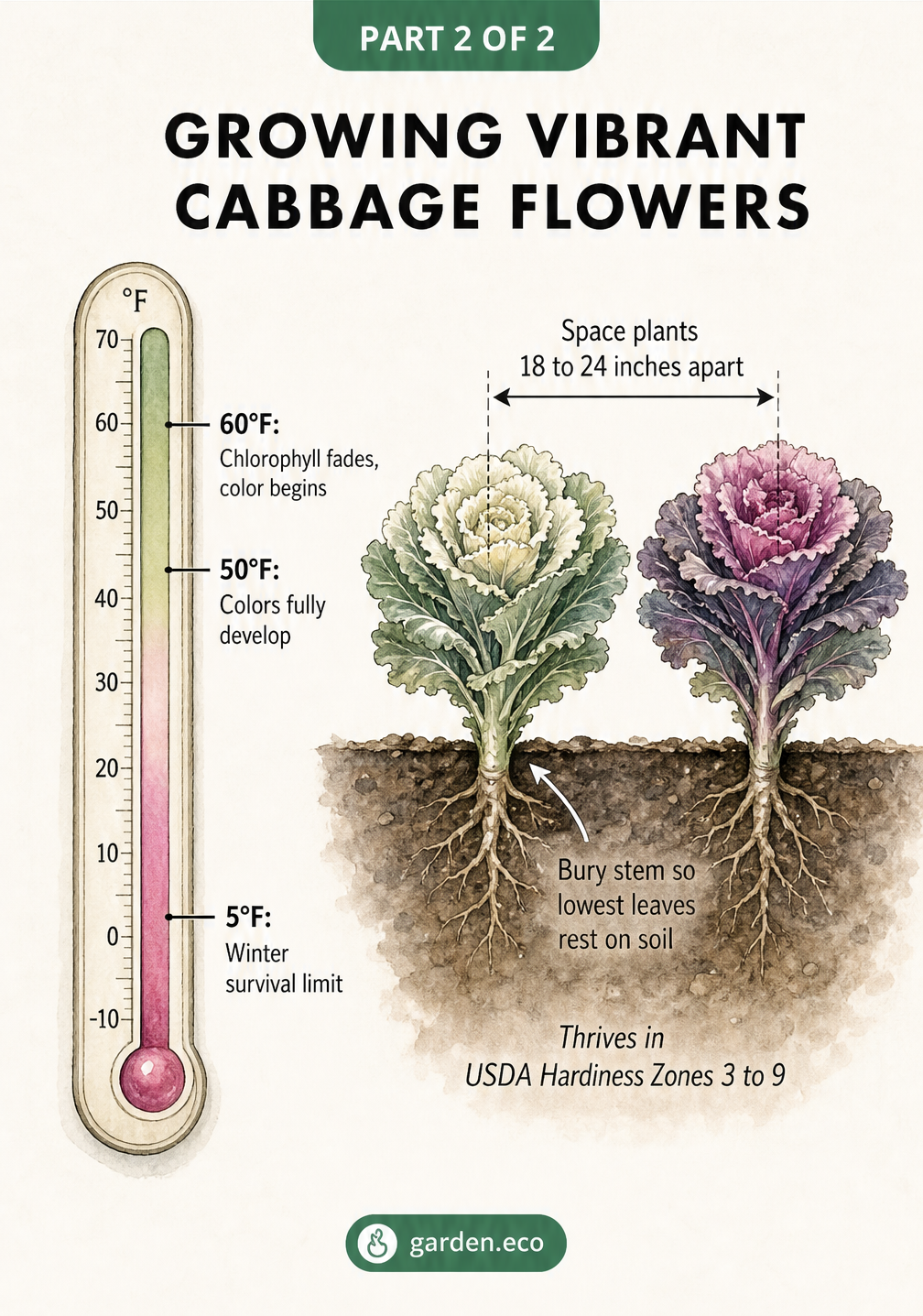 Diagram showing ornamental cabbage color development at 60 and 50 degrees Fahrenheit, winter survival limit at 5 degrees, and planting depth and spacing...