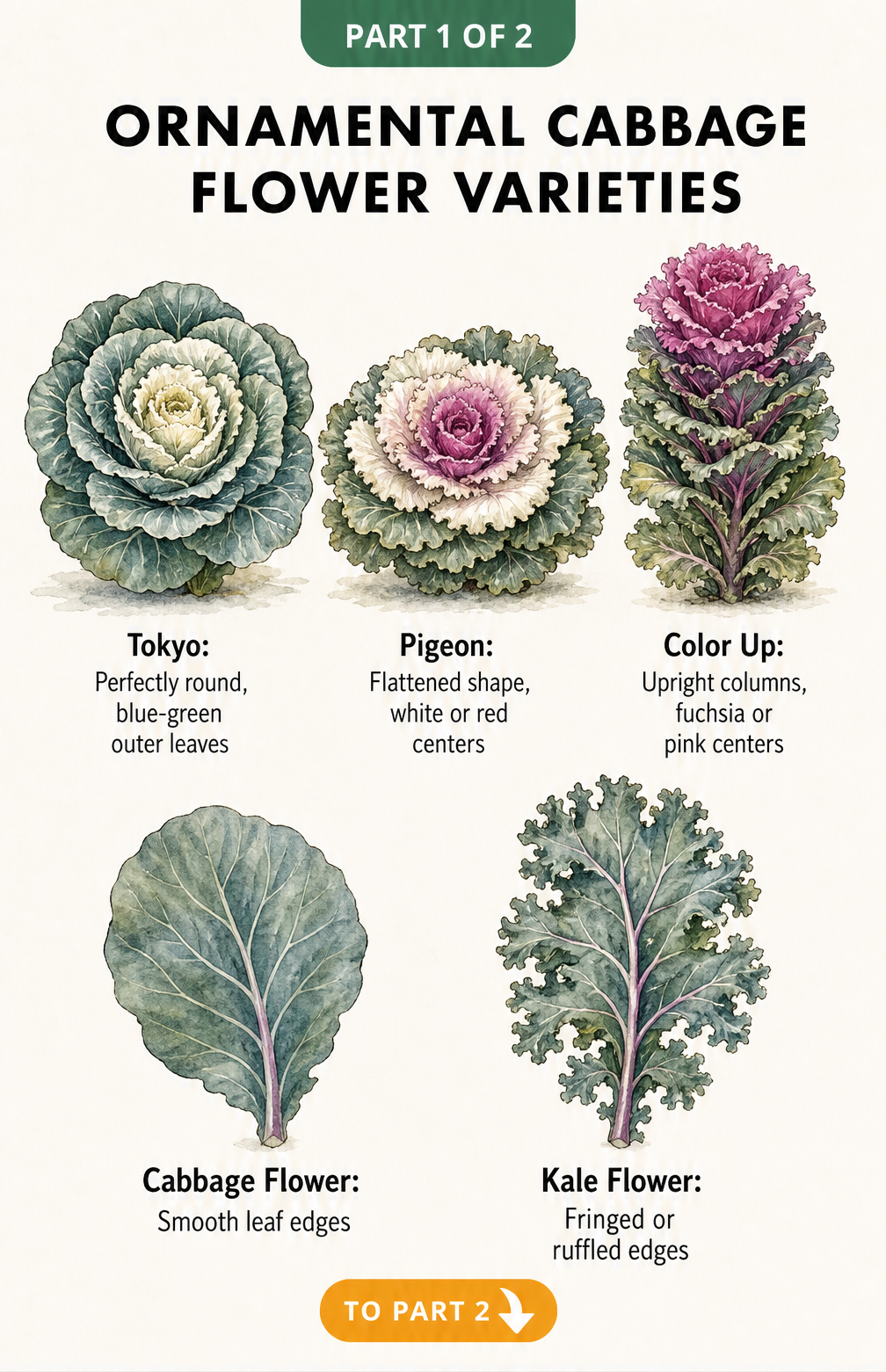 Illustration showing three ornamental cabbage varieties: Tokyo, Pigeon, and Color Up, alongside a comparison of smooth cabbage leaves and ruffled kale leaves.