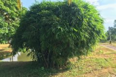 outdoor-bamboo-plants