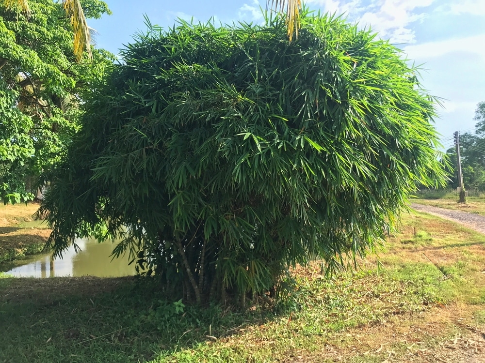 How to Plant and Care for Bamboo Outdoors