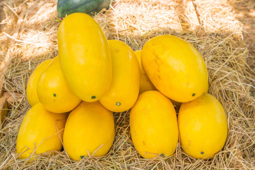 How to Pick Squash » Harvesting Tips for All Types