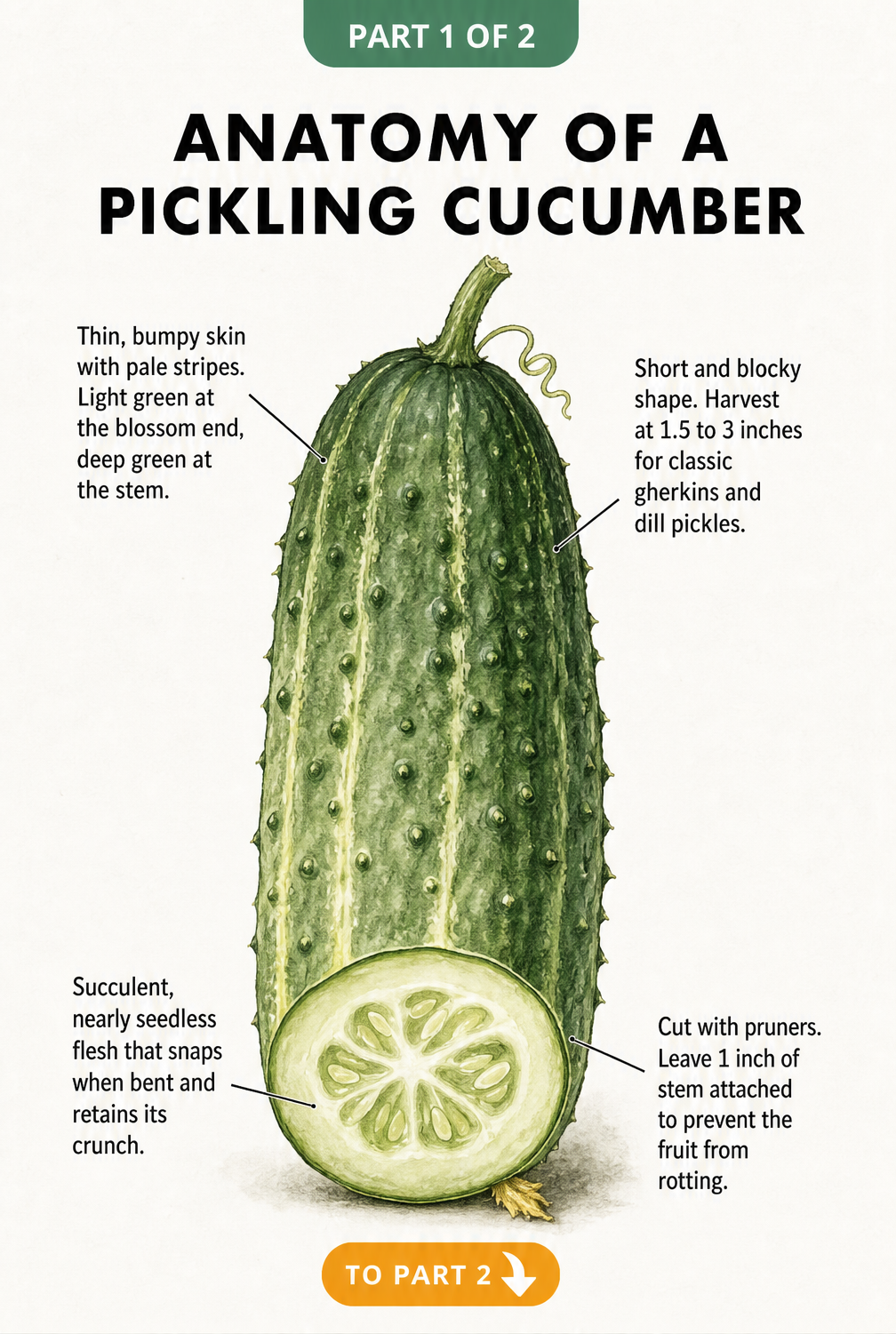 Botanical illustration showing the anatomy of a pickling cucumber with details on its bumpy skin, blocky shape, and seedless flesh.