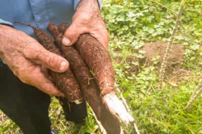 planting-cassava-cuttings