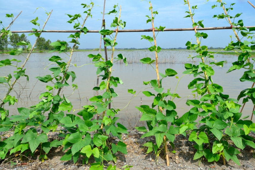 Pole Bean Supports » Top Tips on Options