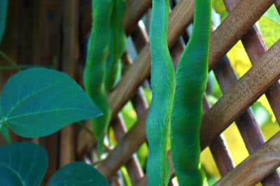 pole-bean-trellis