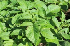 potato-leaves