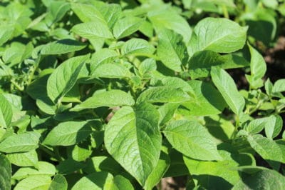 potato-leaves