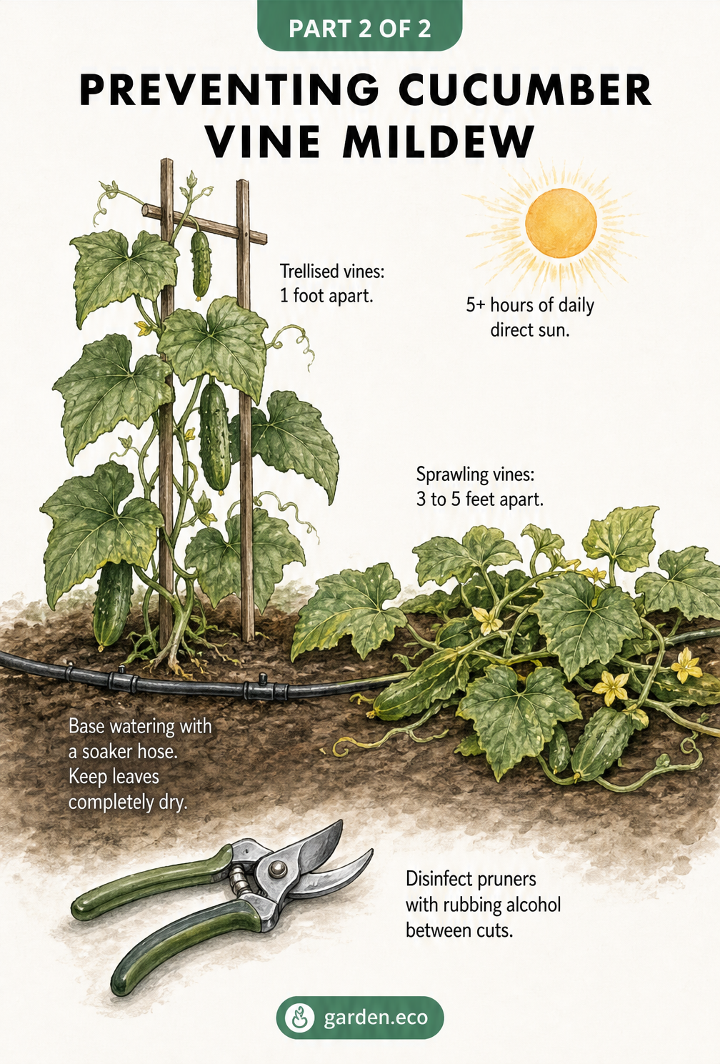 Cross-section illustration of a garden bed showing proper cucumber vine spacing, sunlight, base watering, and tool disinfection
