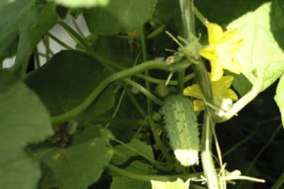 prickly-cucumbers