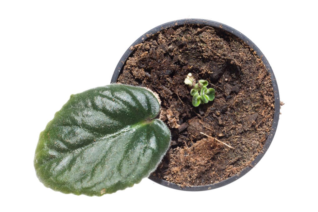 Transplanting African Violets the Right Way