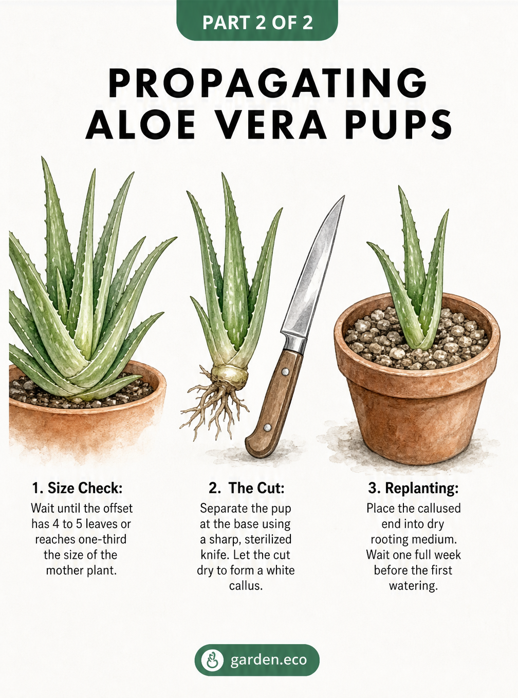Step-by-step botanical illustration showing how to propagate aloe vera pups, including size check, cutting at the base, and replanting in dry rooting medium.