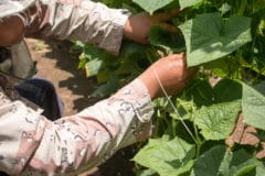 pruning-cucumbers