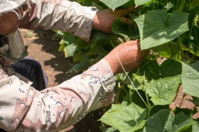 pruning-cucumbers