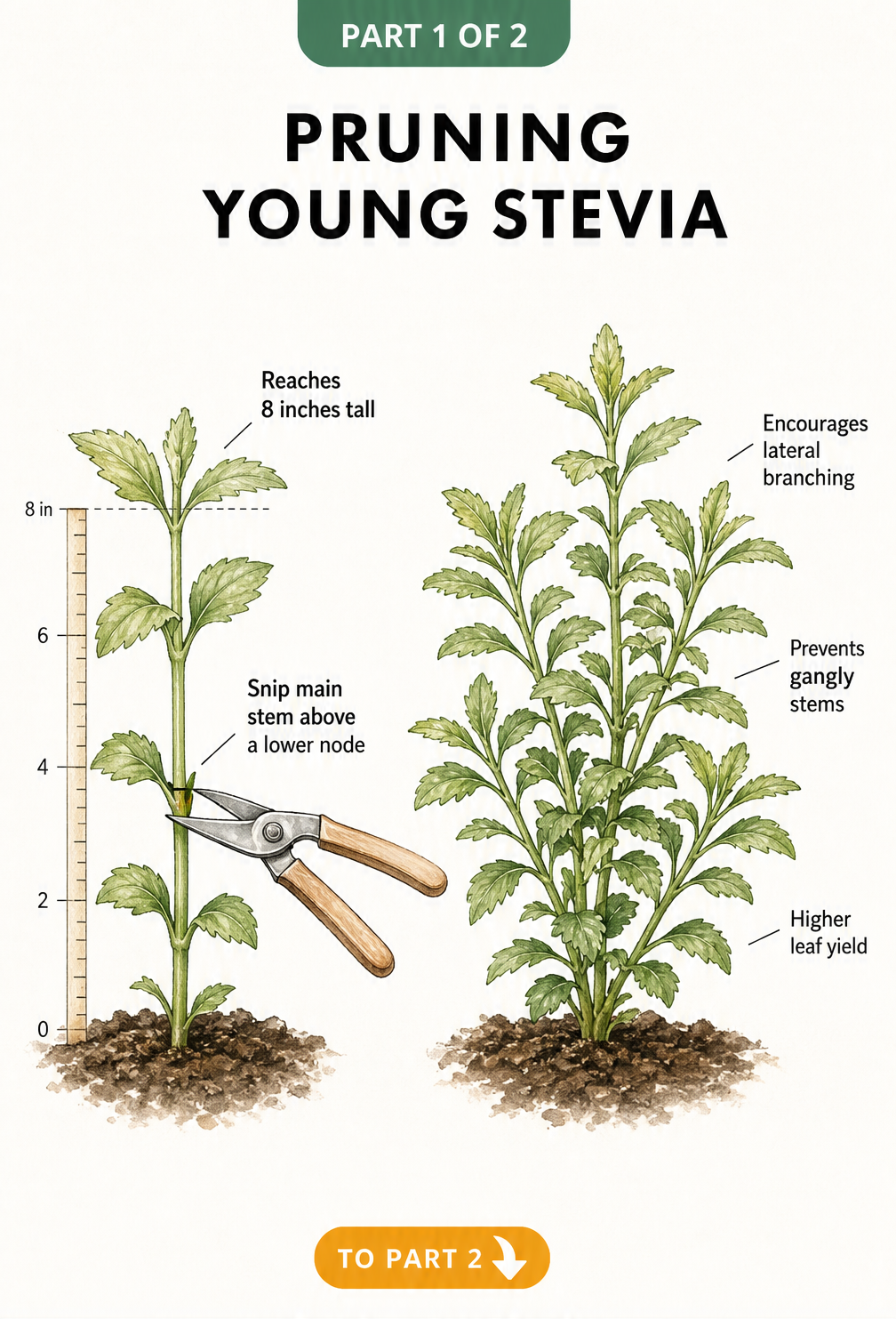 Illustration showing how to prune a young stevia plant above a lower node to encourage lateral branching and higher leaf yield.