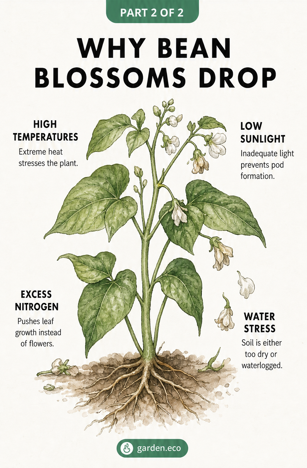 Illustration of a green bean plant dropping flowers with text explaining causes like high temperatures, low sunlight, excess nitrogen, and water stress