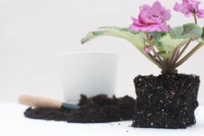 repotting-african-violets
