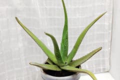 repotting-aloe-vera