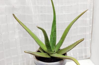 repotting-aloe-vera