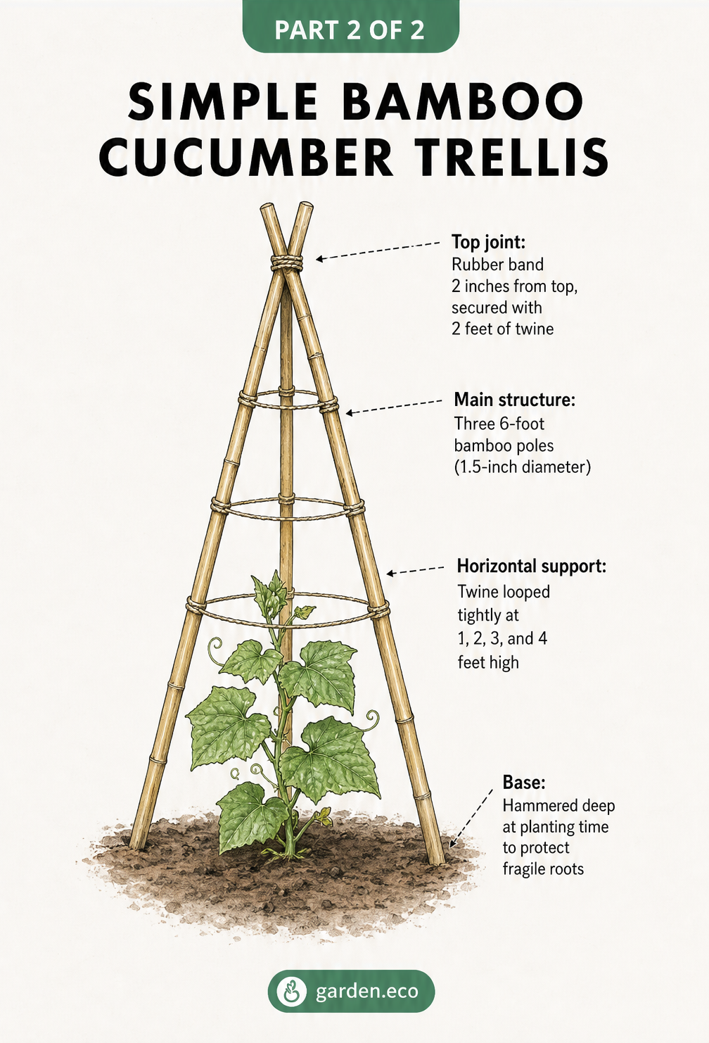 Diagram of a simple bamboo cucumber trellis showing three poles secured with a rubber band and twine looped at one-foot intervals.
