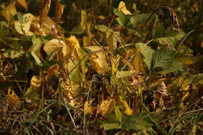 soybean-rust