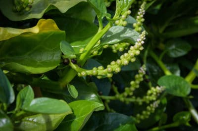 spinach-bolting