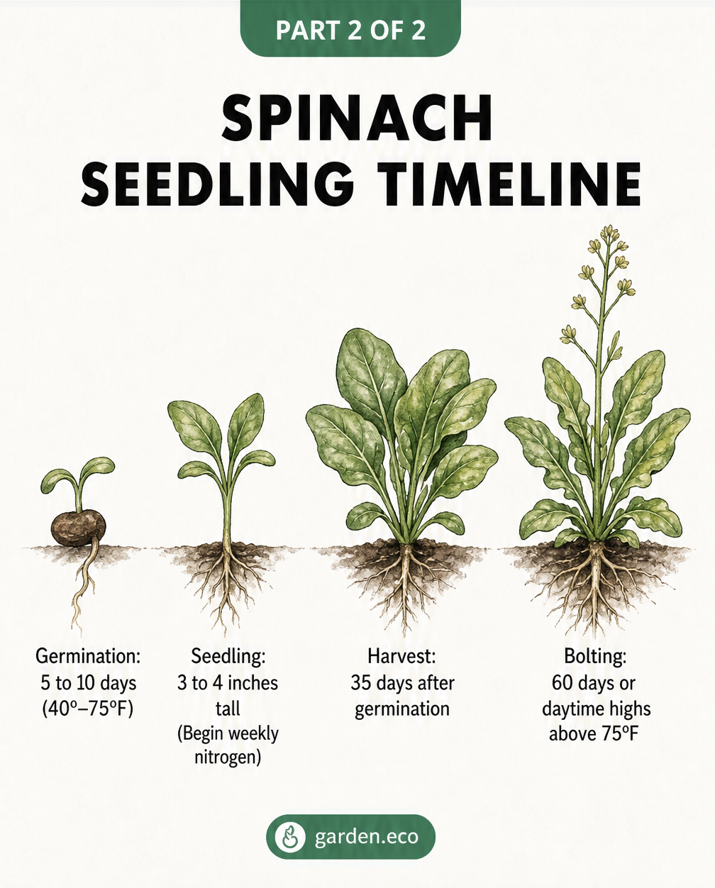 Timeline of spinach growth stages from germination to bolting with temperature and care tips.