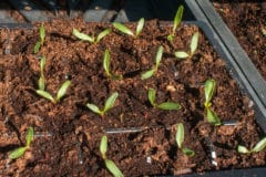spinach-seedlings