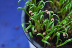 spinach-sprouts