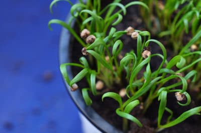 spinach-sprouts