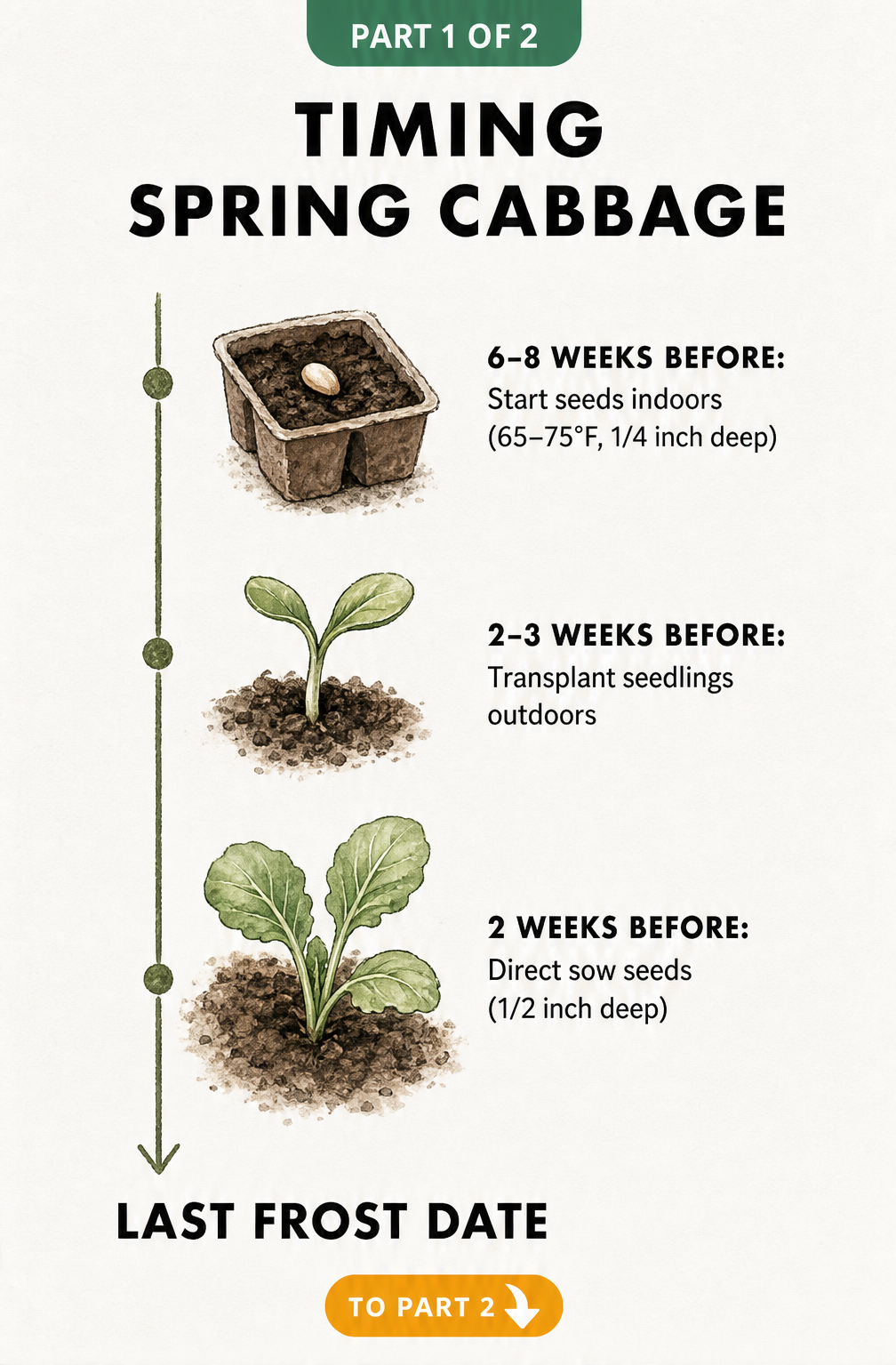 Timeline showing when to start cabbage seeds indoors, transplant seedlings, and direct sow seeds before the last frost date.
