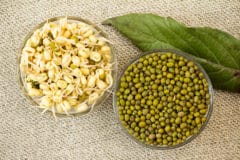 sprout-mung-beans