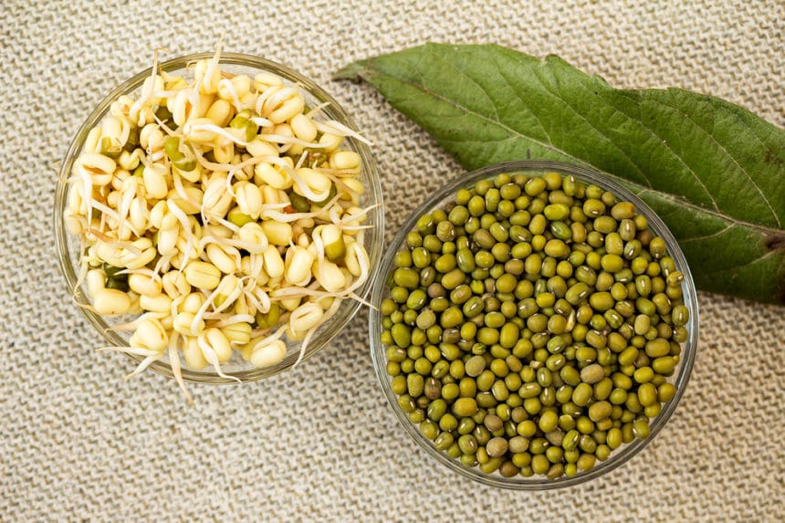 Sprouting Mung Beans » All the Top Tips