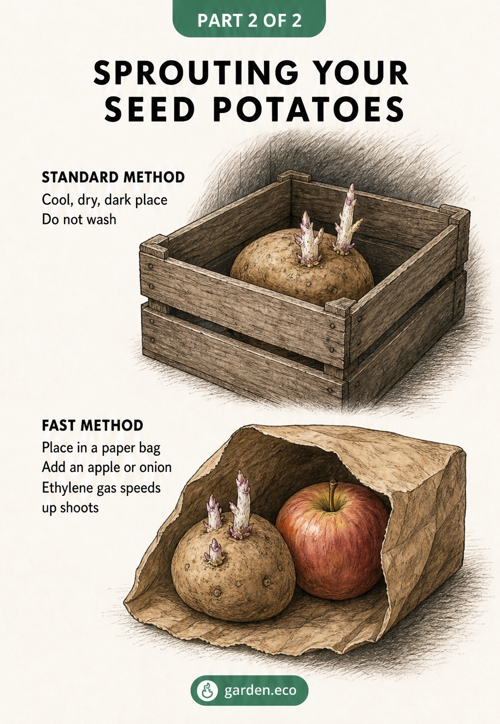 Illustration comparing the standard method of sprouting potatoes in a dark box versus the fast method using a paper bag and an apple.