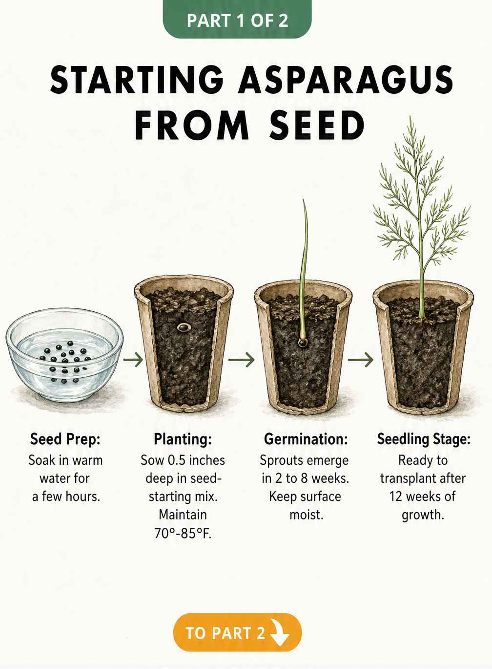 Botanical illustration showing the four stages of starting asparagus from seed, from soaking seeds to a 12-week-old seedling.