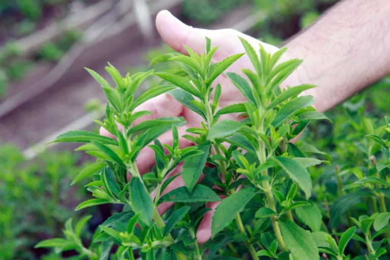 Stevia Plant Care » All the Top Tips