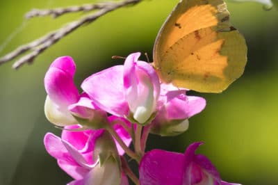 sweet-peas-flower