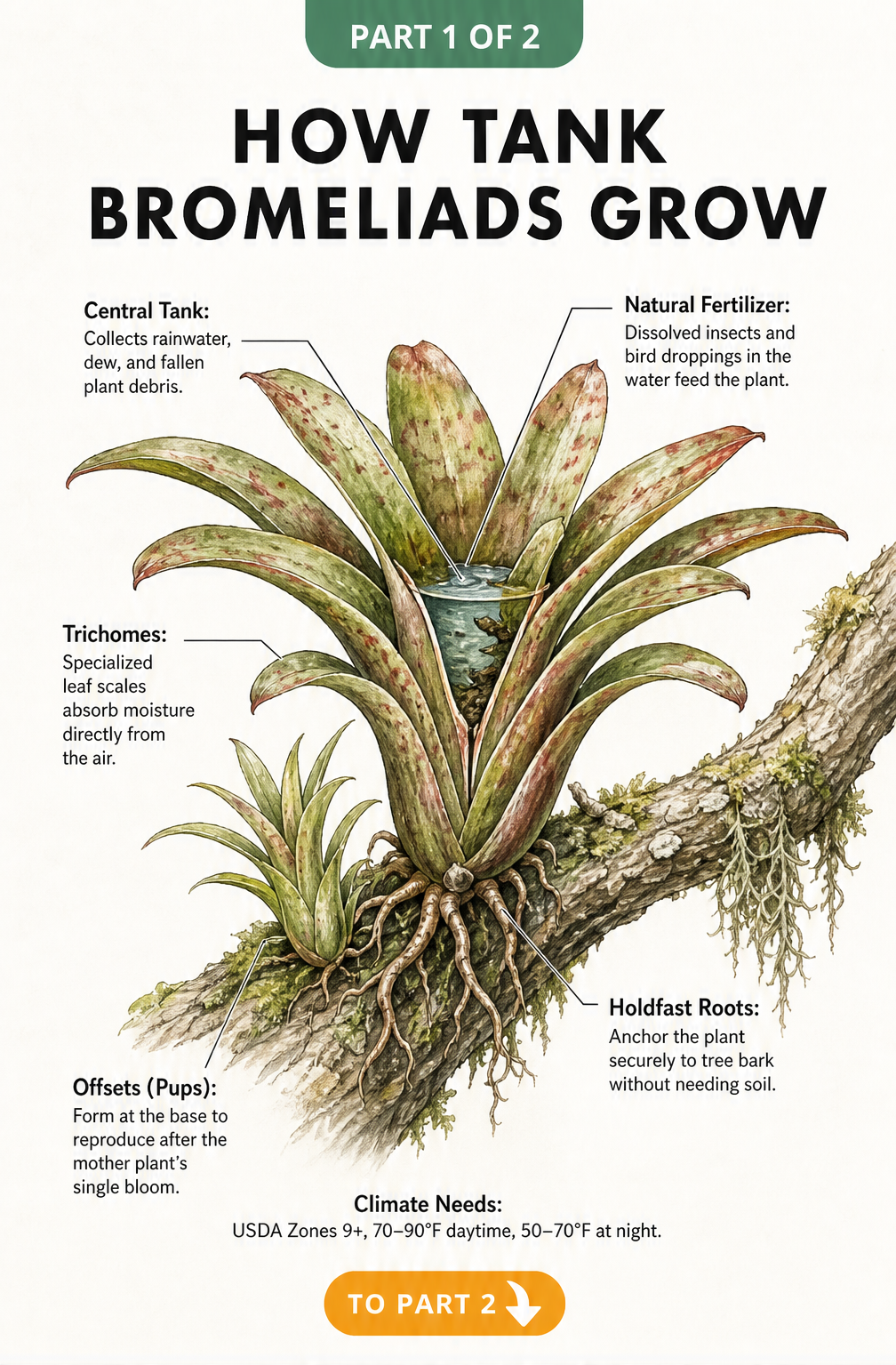 Botanical illustration of a tank bromeliad growing on a tree branch, showing its central water cup, holdfast roots, and trichomes.