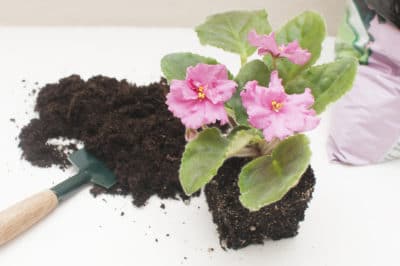 transplanting-african-violets