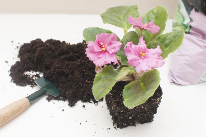 How Often Do African Violets Bloom? Garden.eco