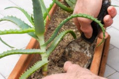 transplanting-aloe-vera-plant