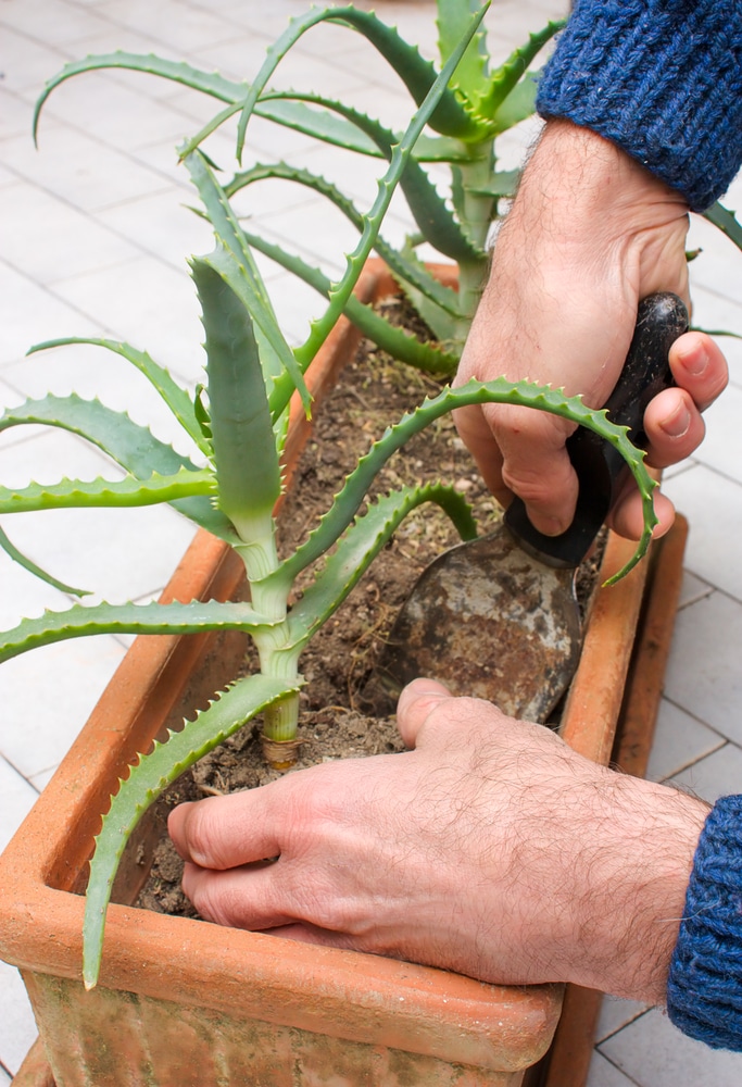 Transplanting Aloe Vera Plants The Right Way
