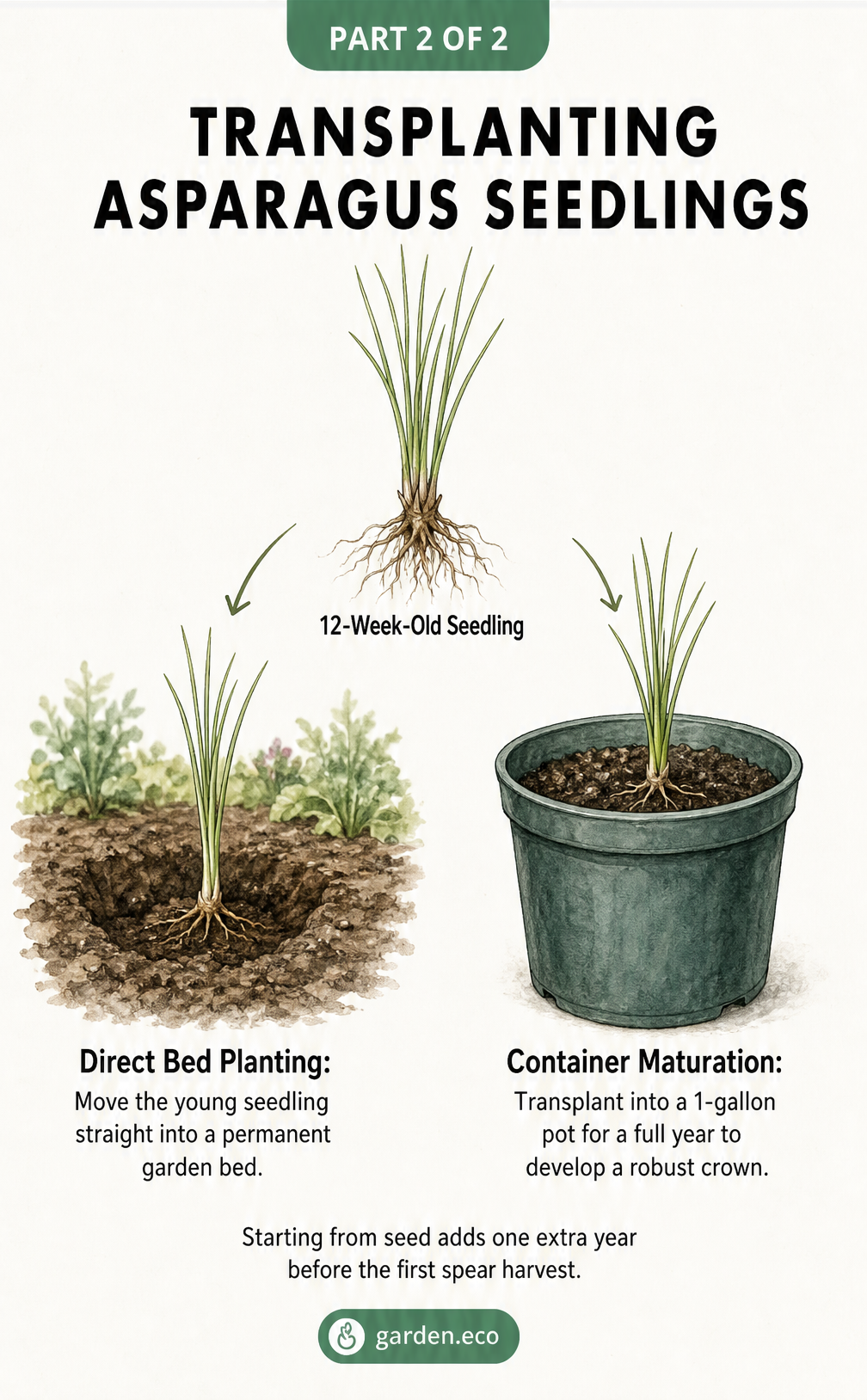 Illustration showing two options for transplanting a 12-week-old asparagus seedling: direct bed planting or container maturation.